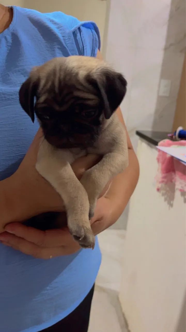 Vende-se Pug - Foto 2