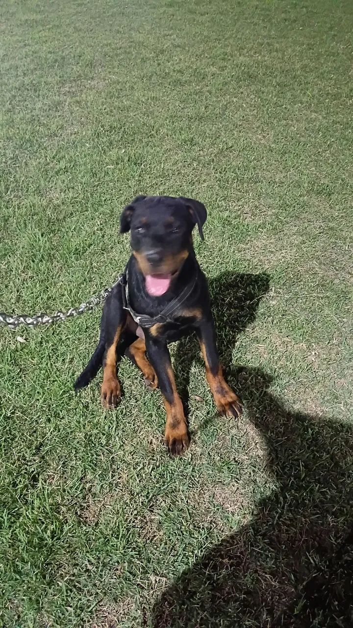 Filhote de Hottweiler 5 meses  - Foto 3