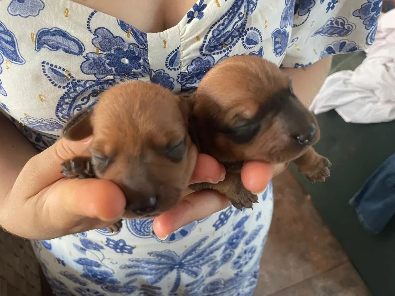 Dachshund  - Foto 3