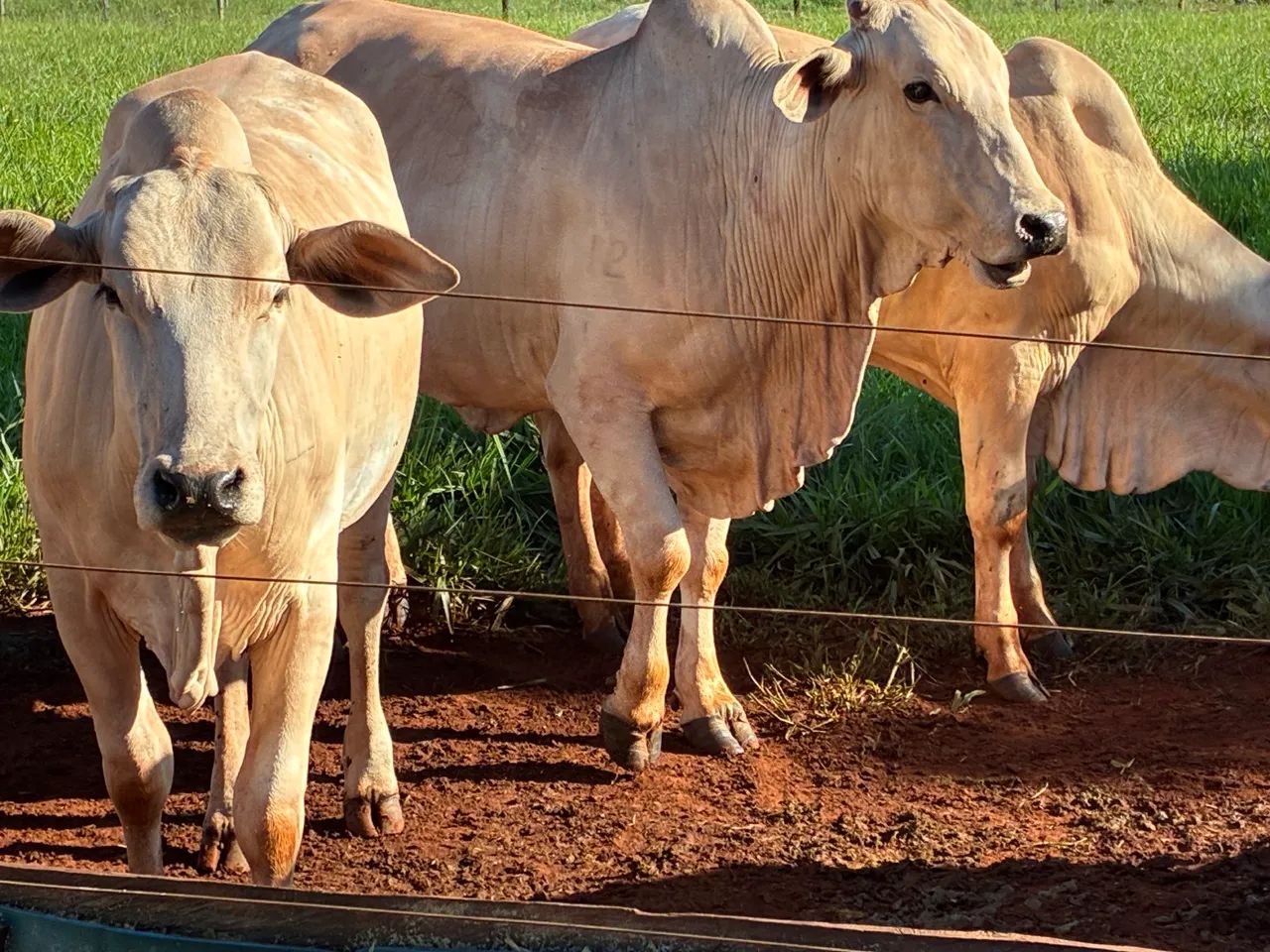 Gado Nelore PO venda  - Foto 3