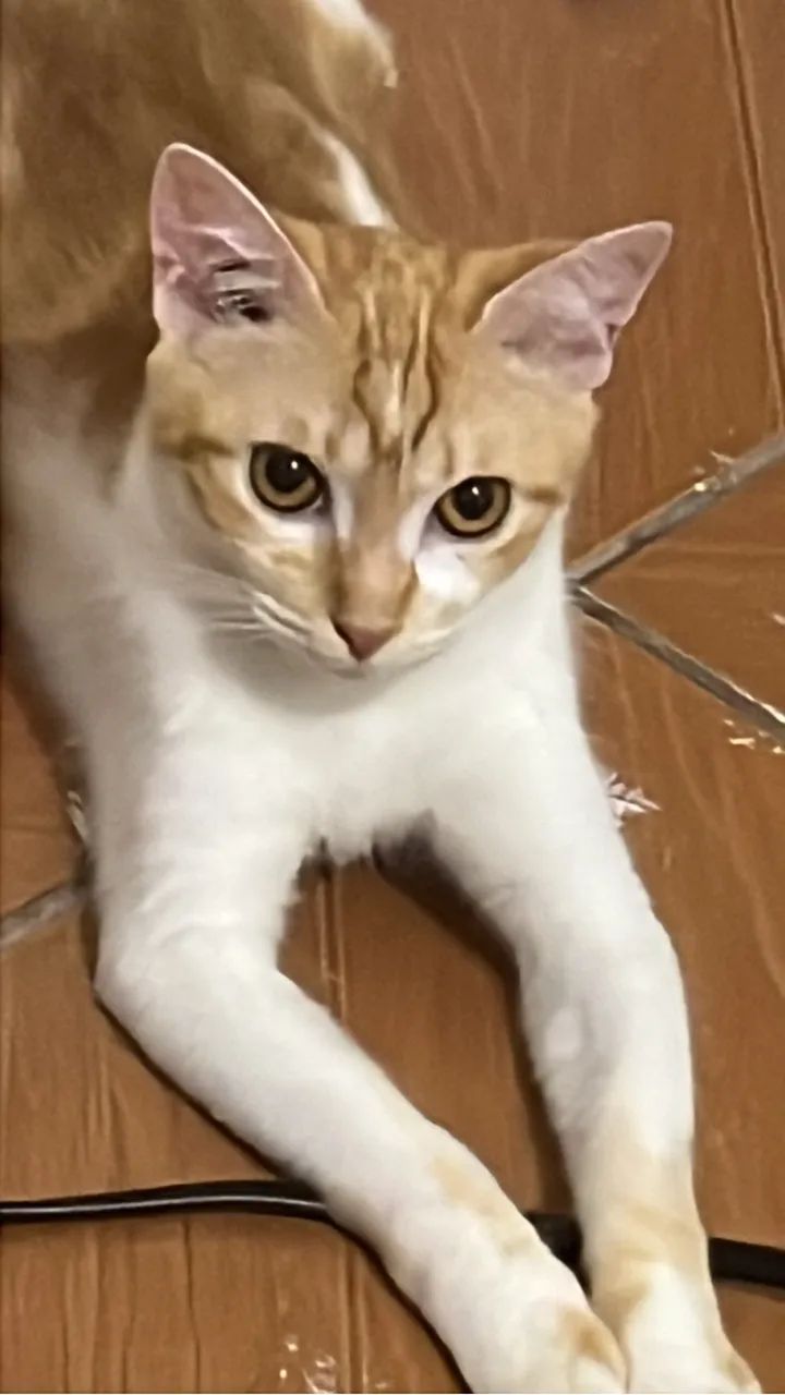 GATINHA PARA DOAÇÃO