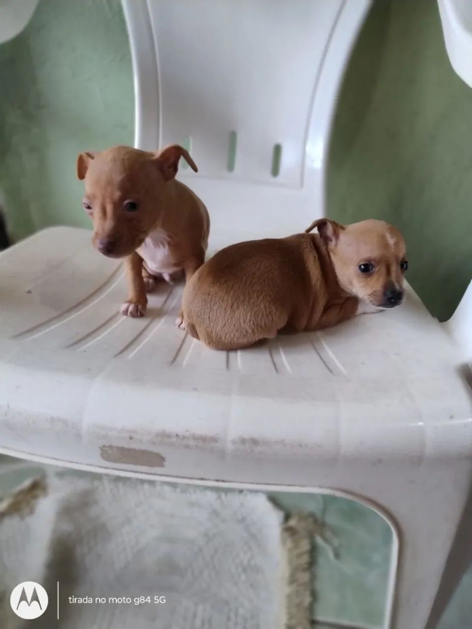 Pinscher 1 - Foto 3