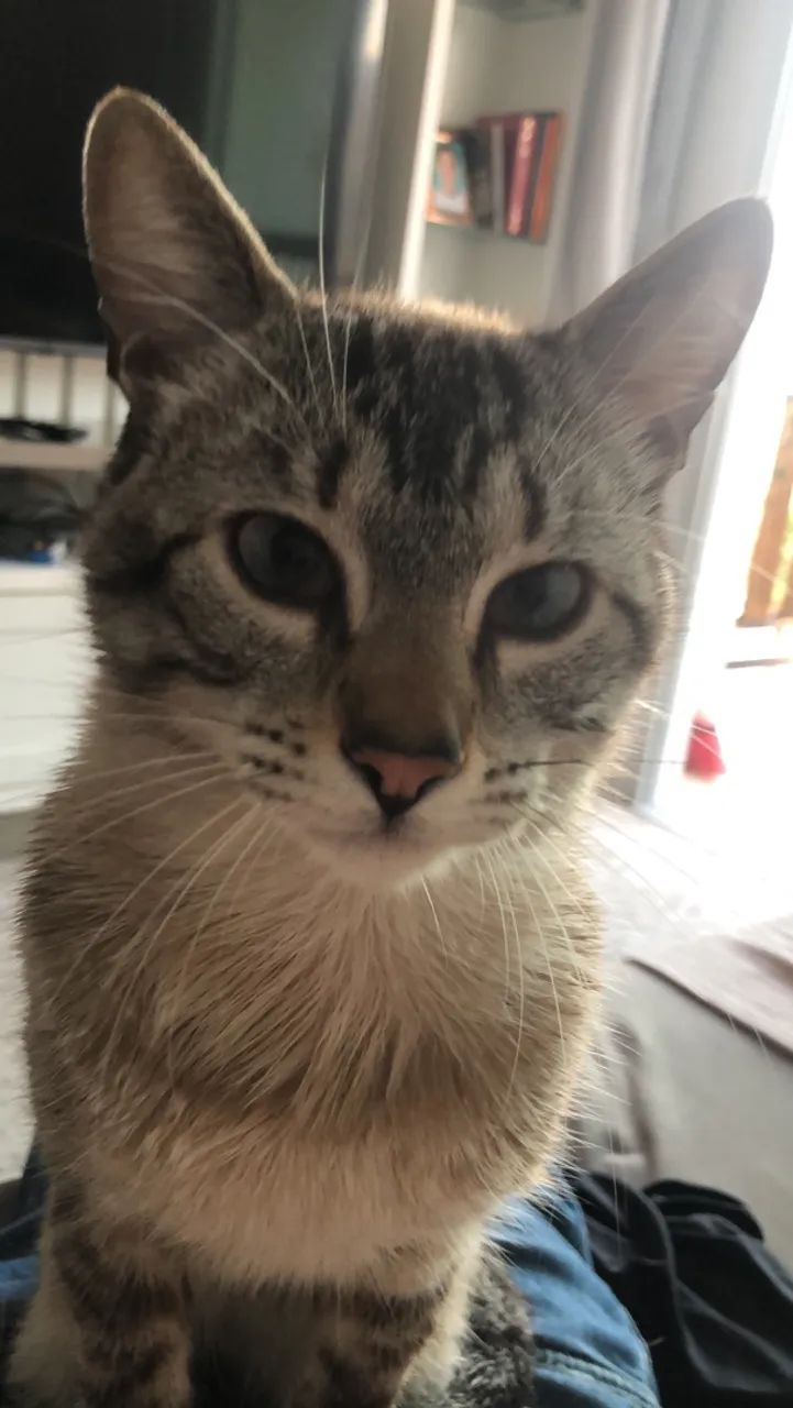Adoção responsável Gato Gatinho - Foto 4