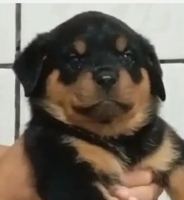 Rottweiler fortes e leais 