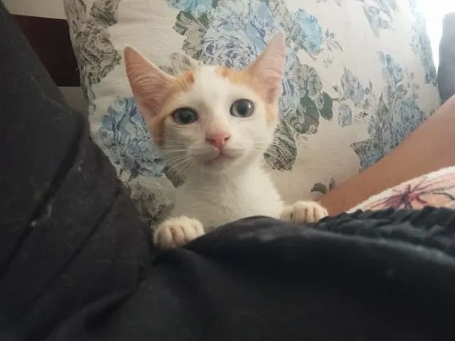 Gatinha Fêmea para Adoção