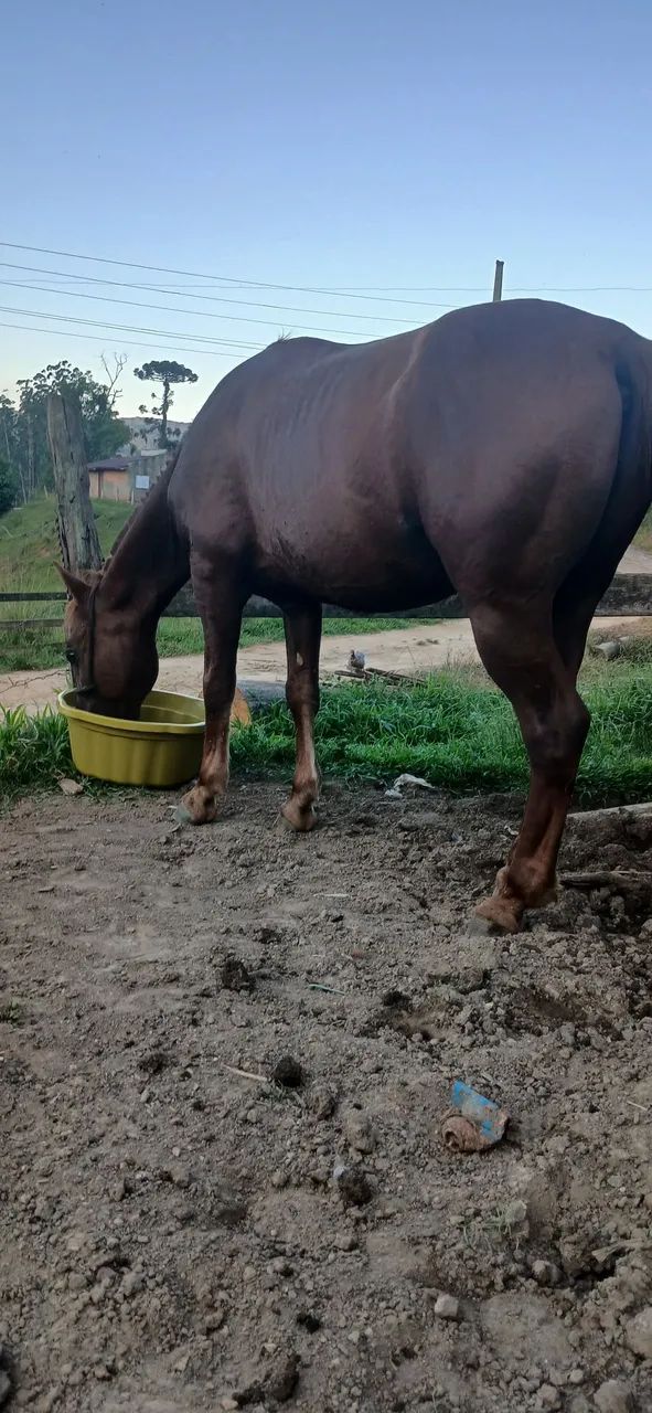 Cavalo 
