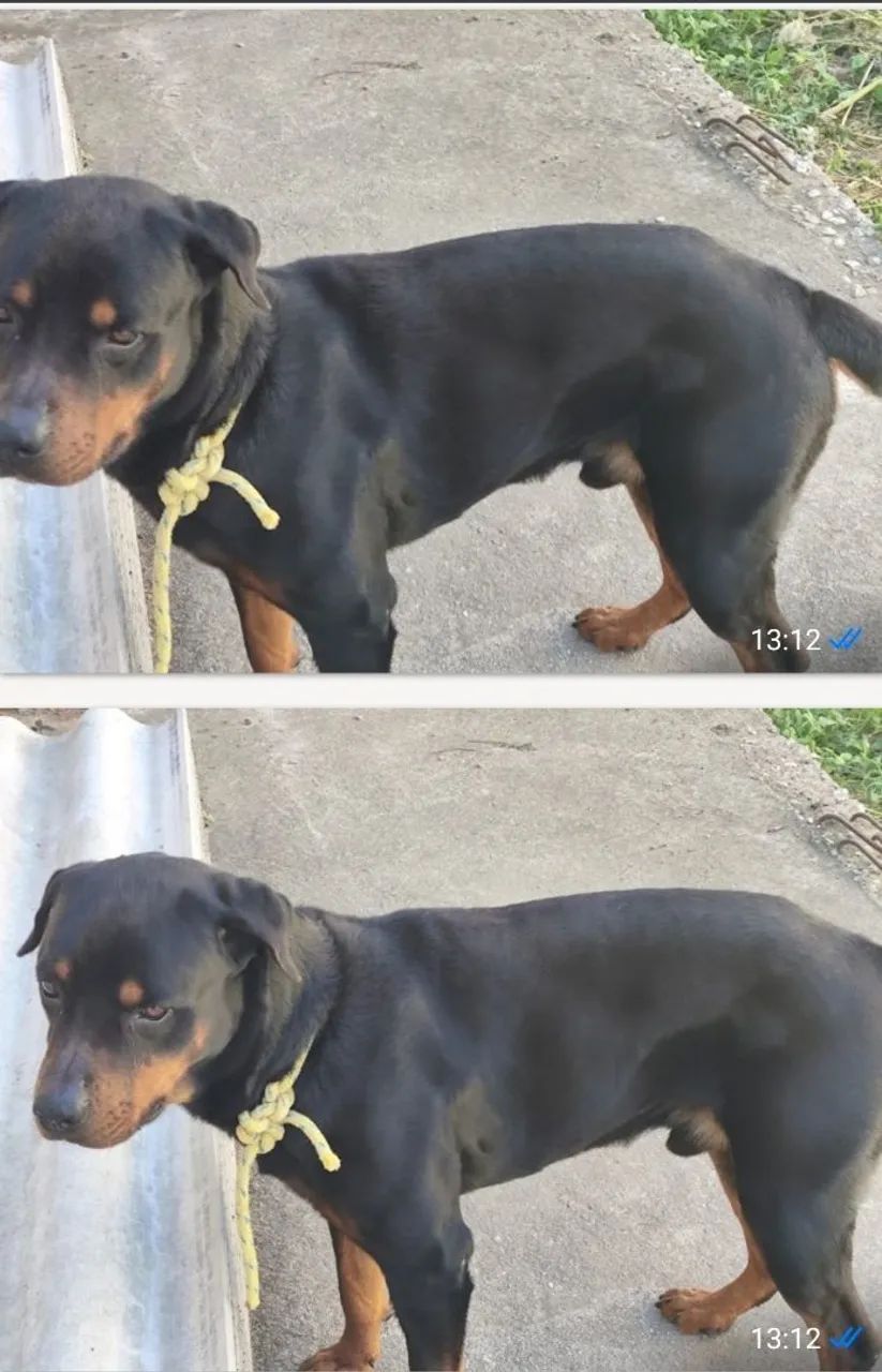 Doação de Rottweiler  - Foto 2