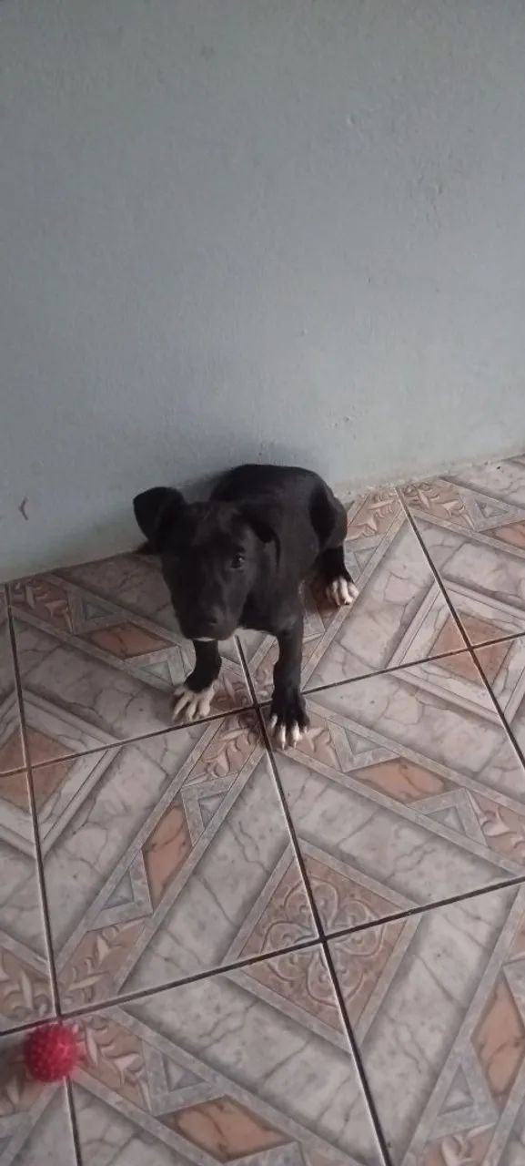 Doaçe cachorro  - Foto 4