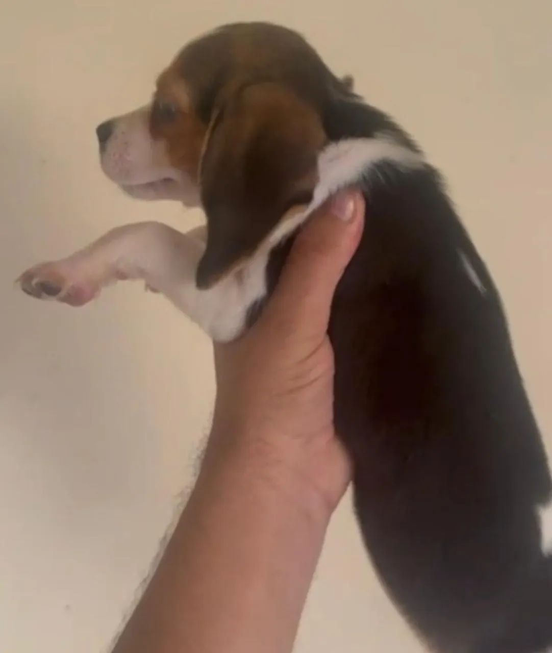 Beagle com excelente procedencia 