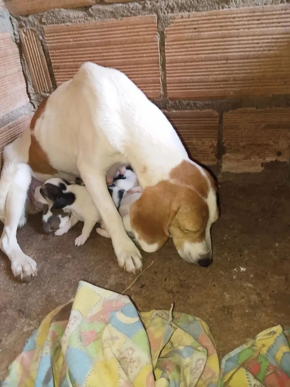 Cachorras
