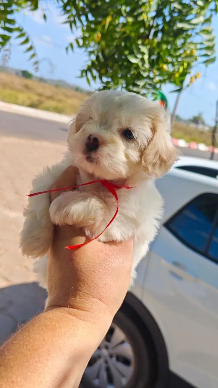 Poodle disponíveis e outros  - Foto 3