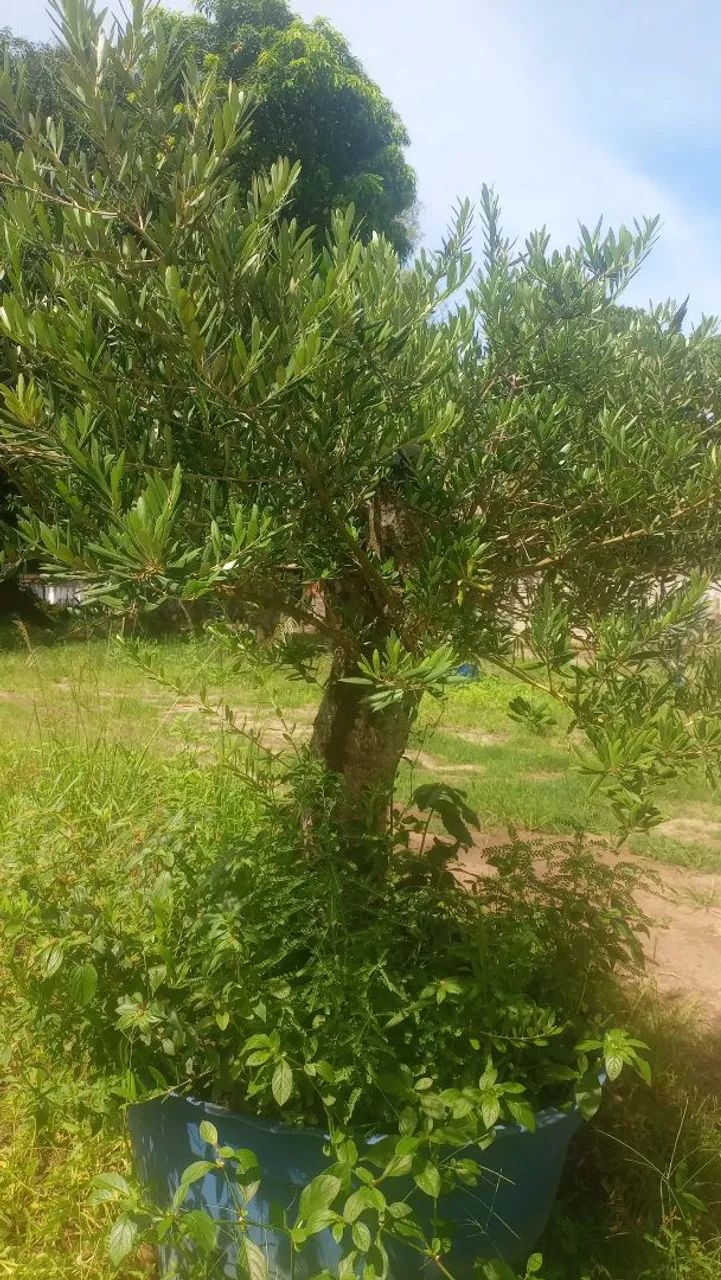 Oliveiras  - Foto 5