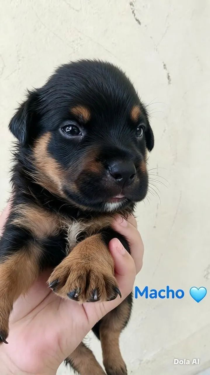 Rottweiler com pitbul 