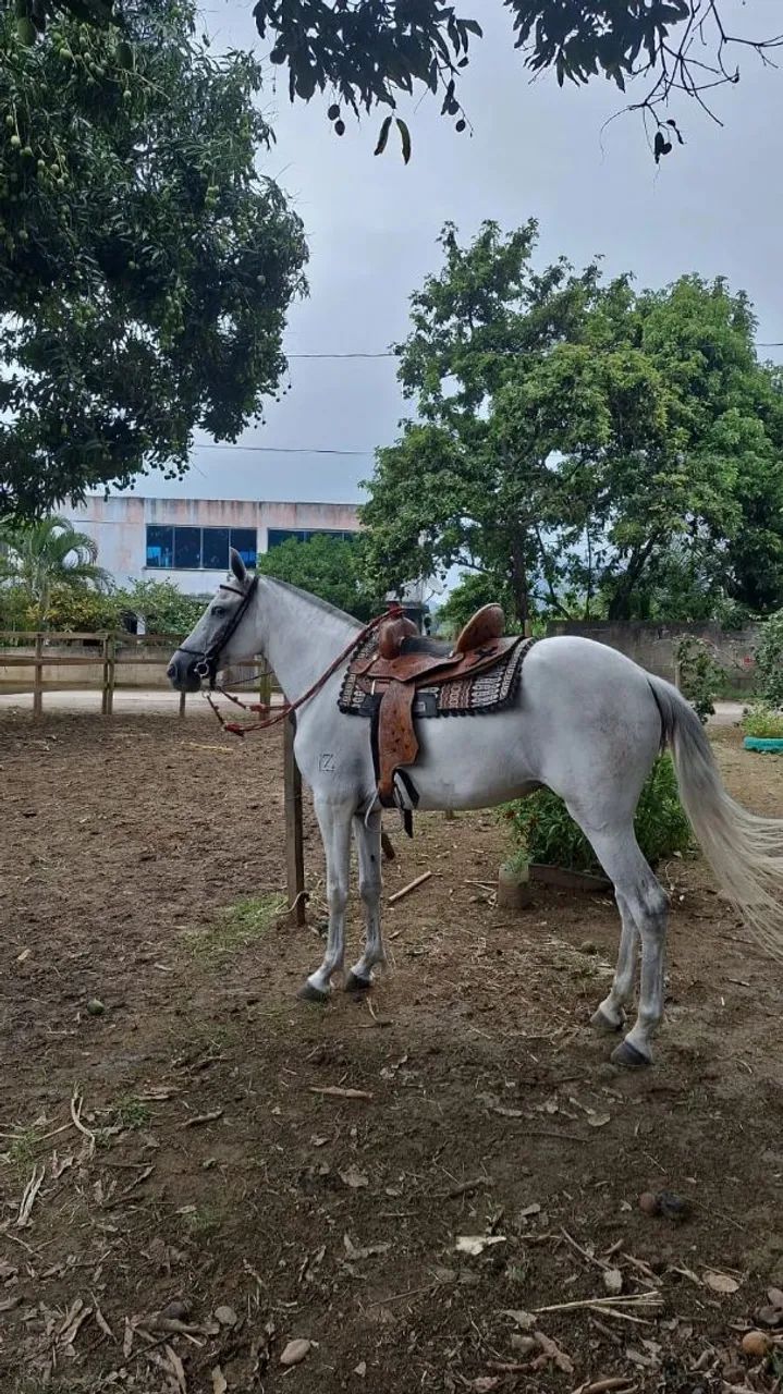 Égua Mangalarga Marchador jovem, registrada. Aceito cartão e pix  - Foto 3