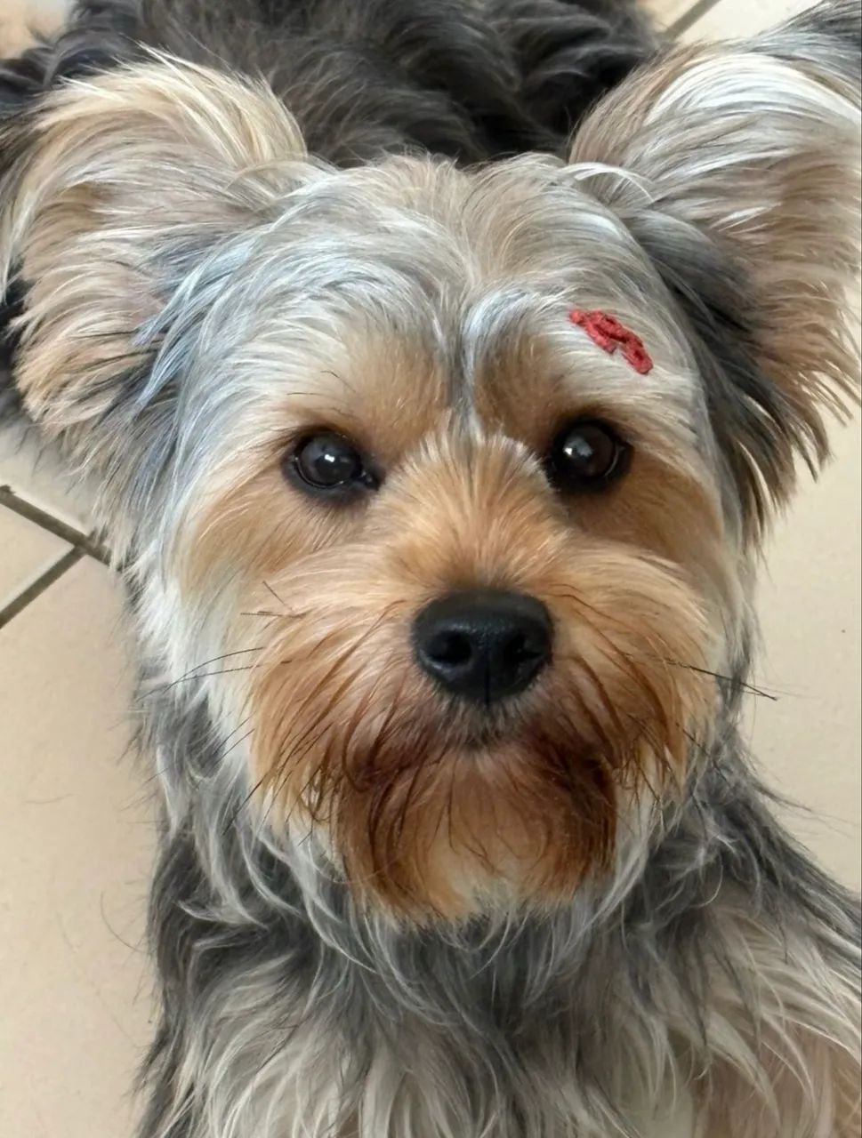 Doação responsável: 2 cães Yorkshire - Foto 5