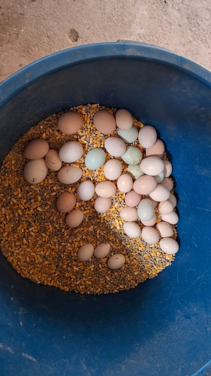 Frangos caipira e ovos