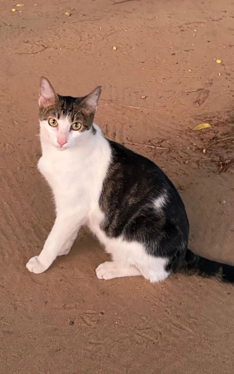 Adoção Responsável  - Foto 4