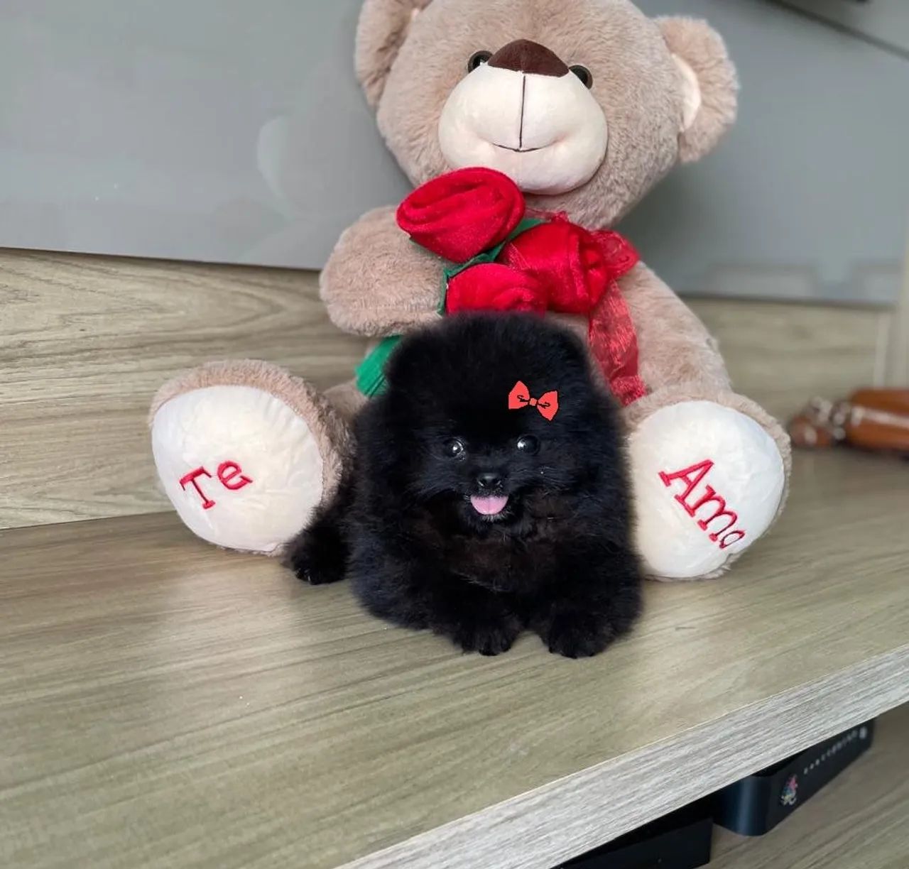 Ursinha Minúscula Black Pedigree CBKC 