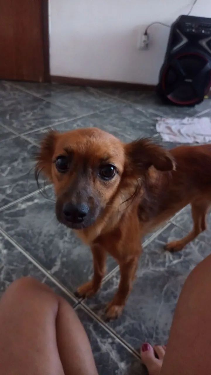 Doação de um dog 