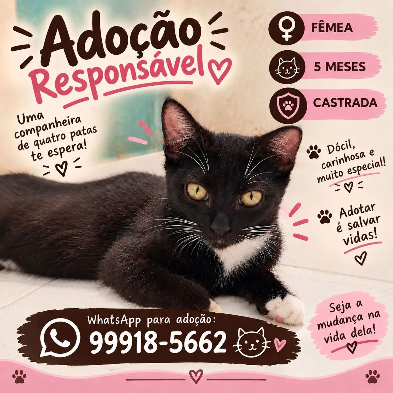 Gatinha para Adoção Responsável 