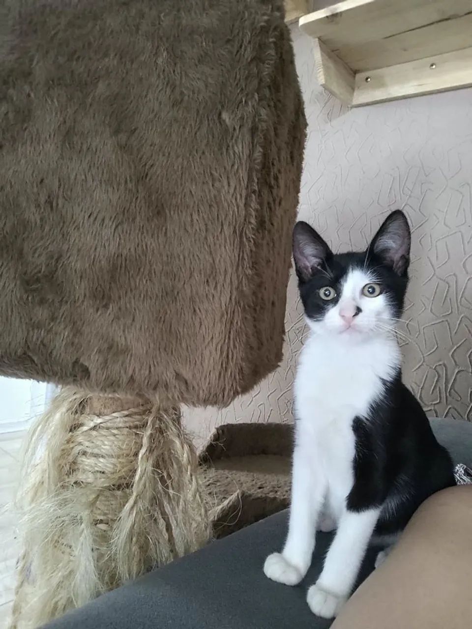 Doação de lindo gatinho - Foto 4