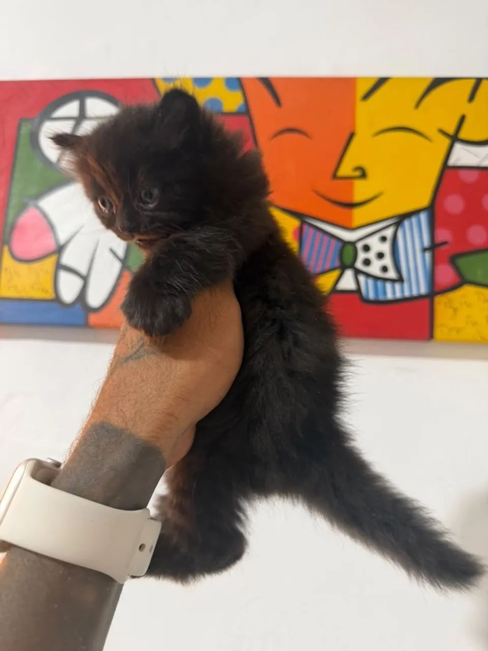 Persa pet  - Foto 3