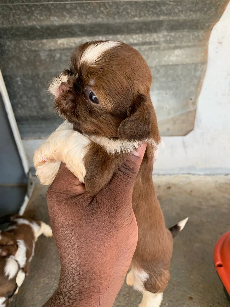 SHIH TZU LINHAGEM PEQUENA