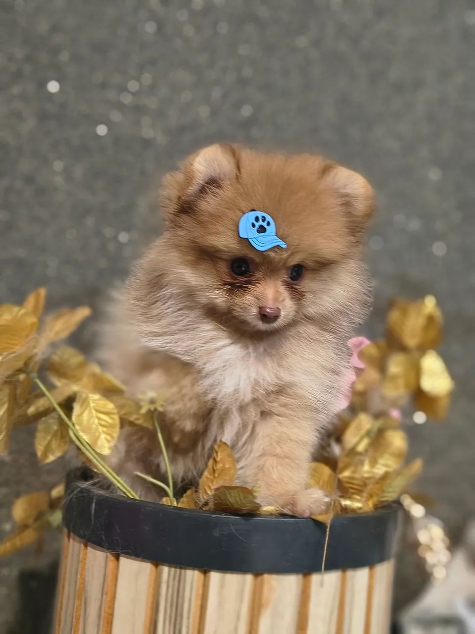 SPITZ ALEMÃO  - Foto 2
