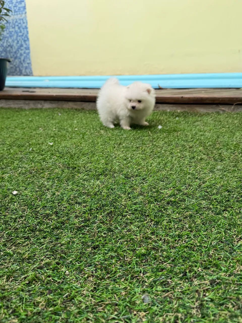 Spitz alemão  - Foto 2