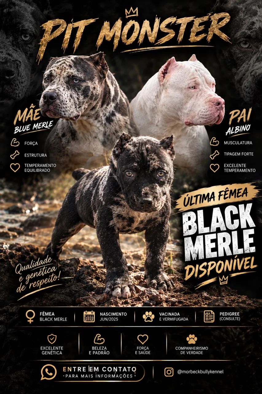 Filhote de pitmonster 