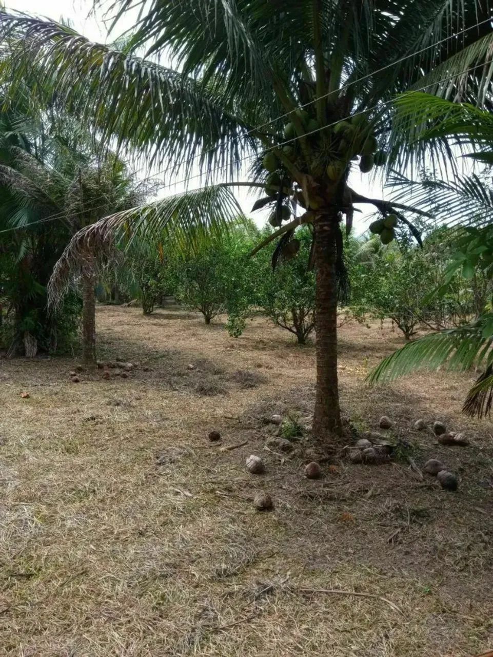 VENDO SÍTIO EM RIO PRETO DA EVA COM 27.500 METROS - Foto 6