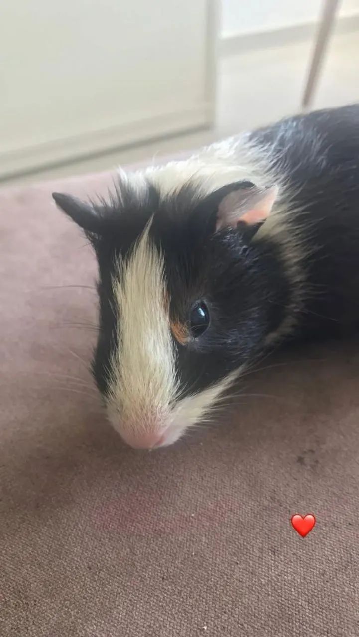 Porquinho-da-índia à venda MACHO