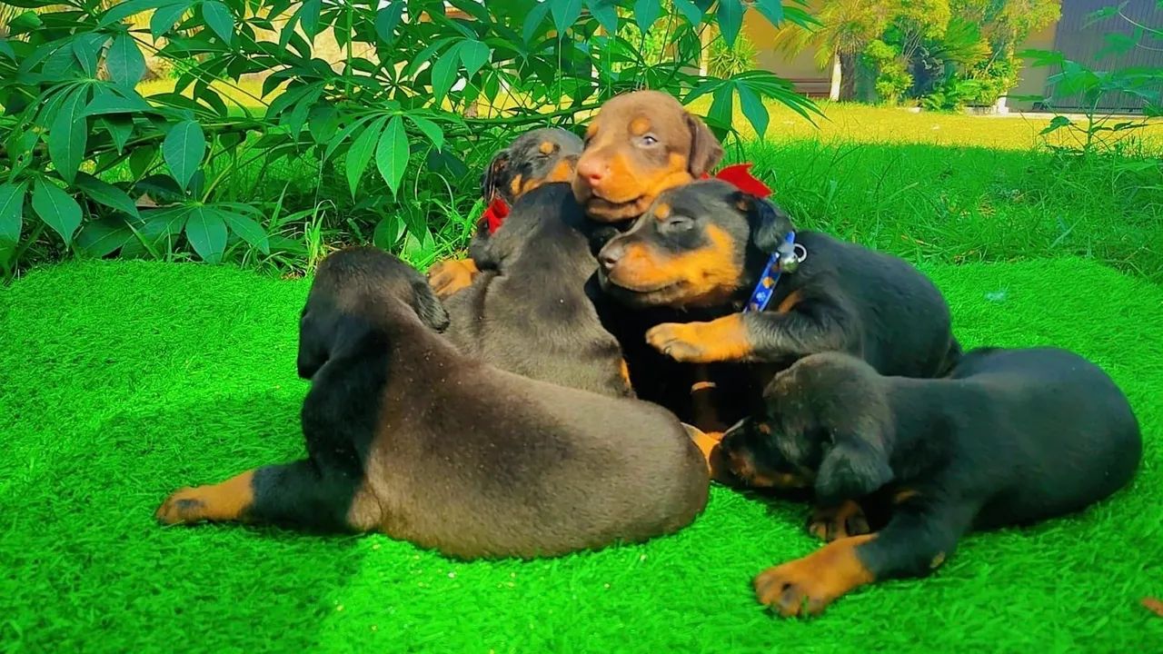 FILHOTES DE DOBERMAN  - Foto 2