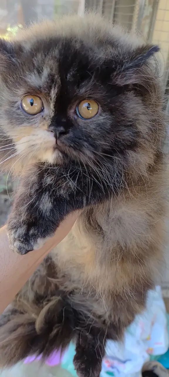 Filhote de persa a pronta entrega  - Foto 2