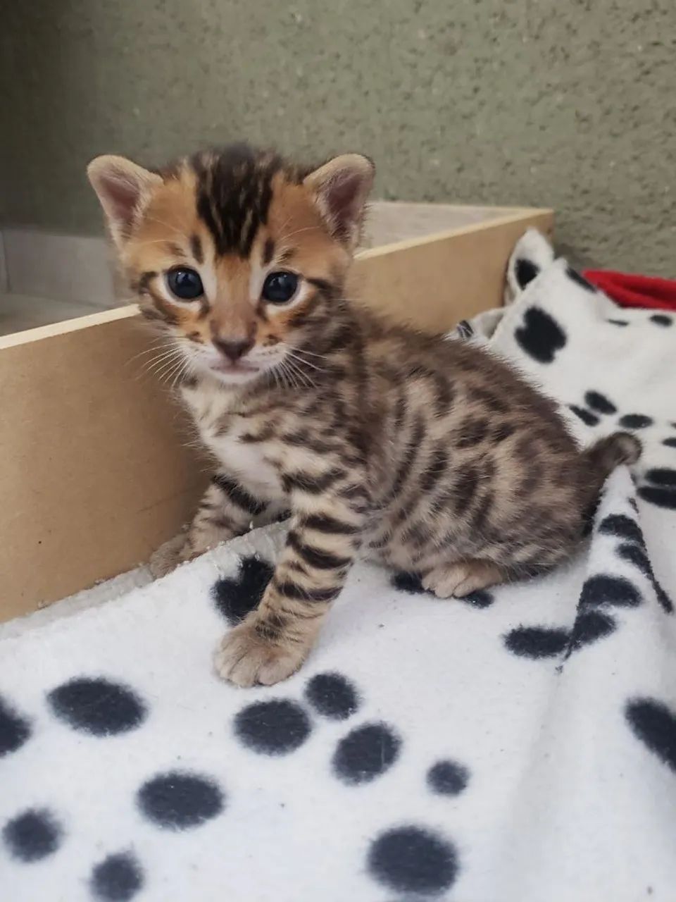 Bengal  - Foto 2