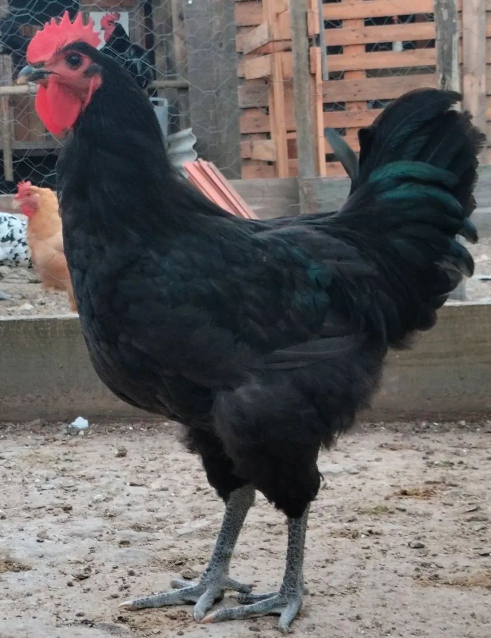 Galo - Foto 3