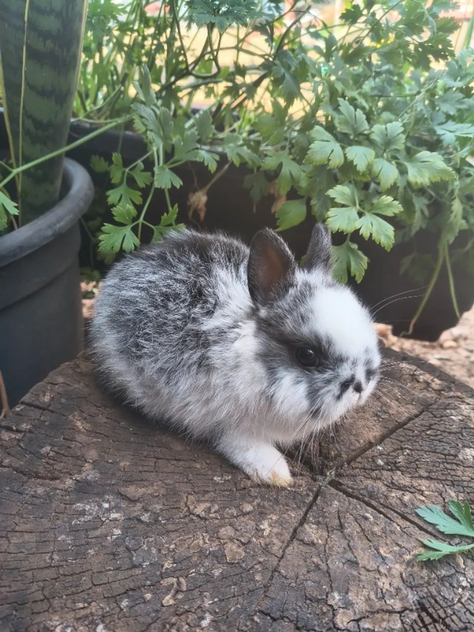 Mini coelhos Netherland