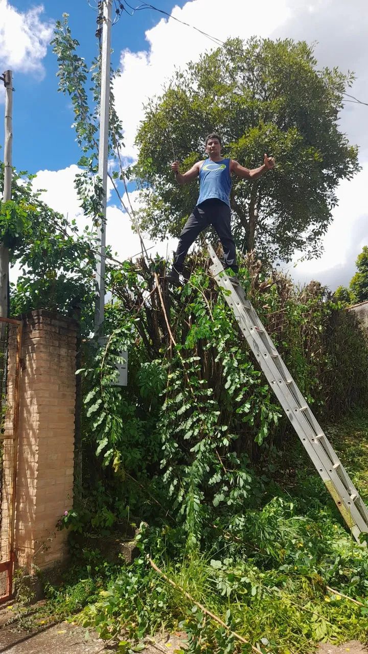 CORTE E PODA DE ÁRVORES ORÇAMENTOS PELO ZAP *  - Foto 2