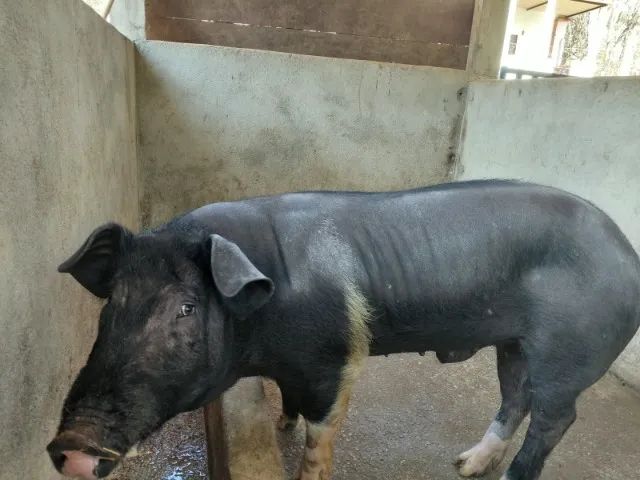Porco Barrão - Foto 4