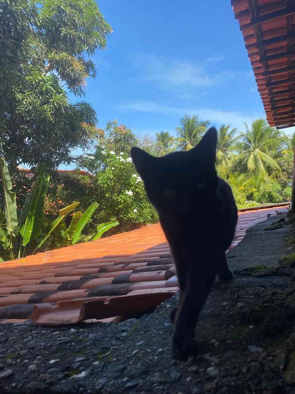 Gato macho preto - Foto 4