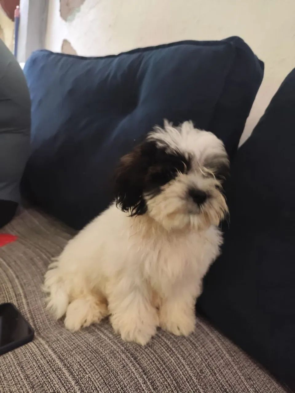 Cachorro Shih Tzu - Foto 2