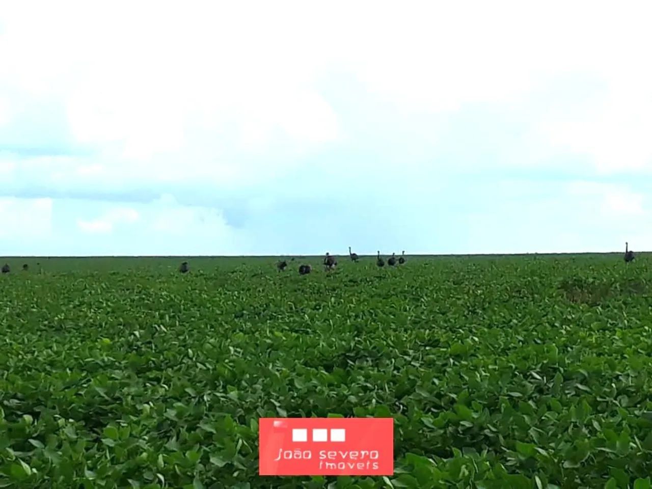 Fazenda para Venda em Canarana - Foto 4