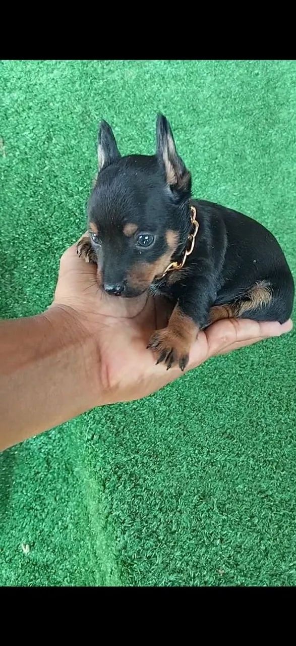 Pinscher vacinação importada macho - Foto 3
