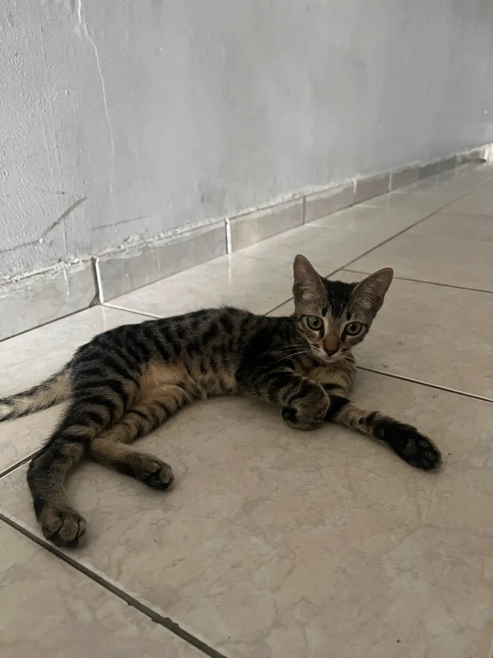 Doação de gato macho - Foto 2