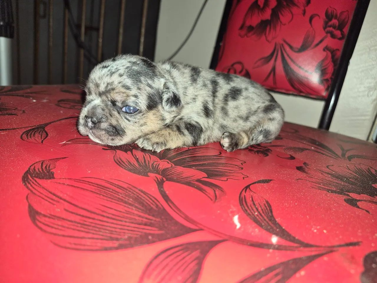 Bulldog francês disponível  - Foto 3