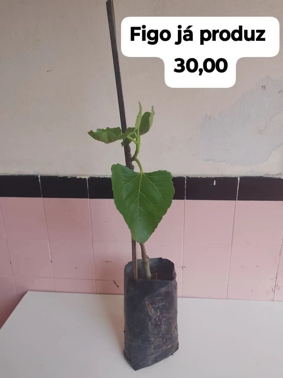 Frutíferas ? - Foto 5