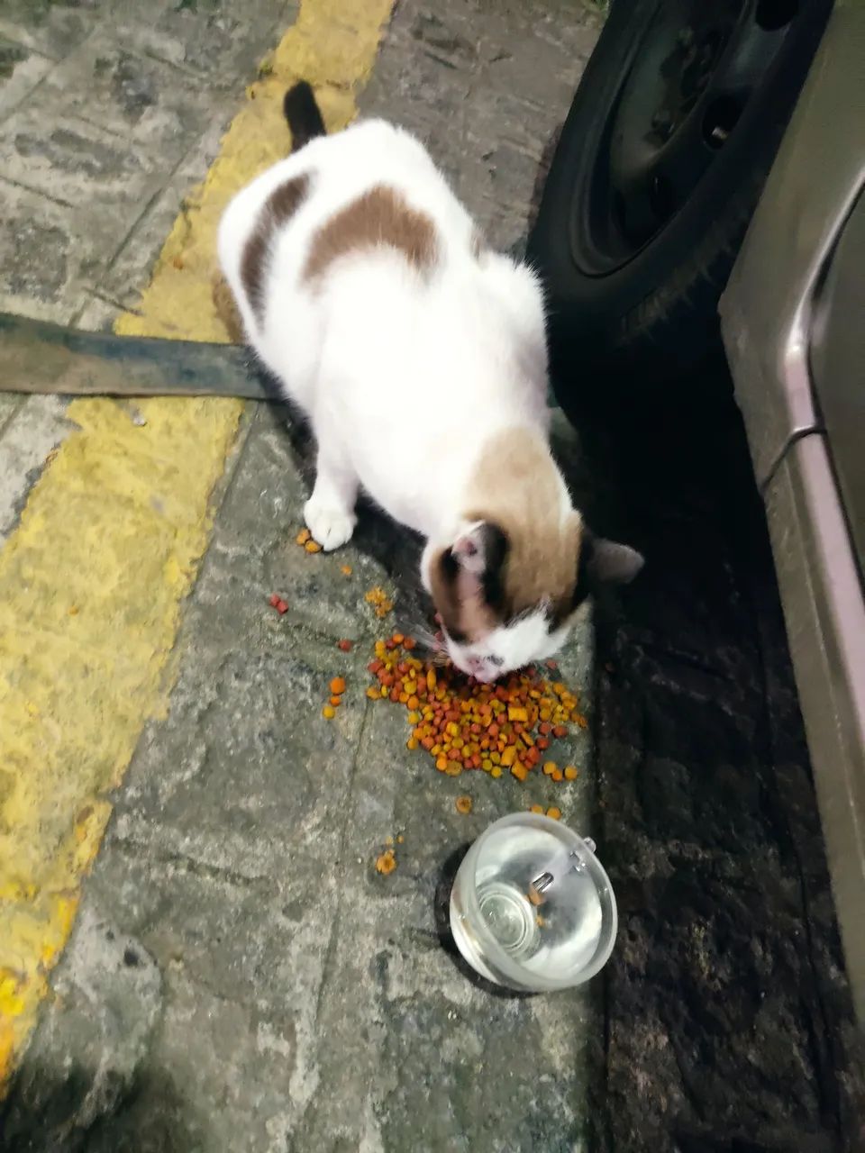 Gata castrada abandonada em condomínio 