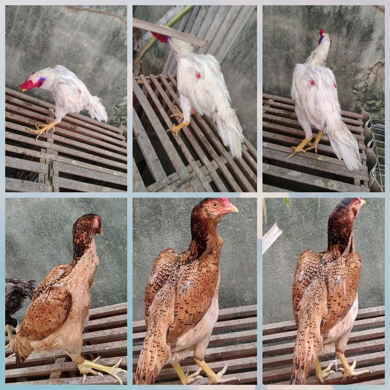 Casal de frango da raça Mura ideal para reprodutor r$ 500 individual r$ 300 - Foto 2