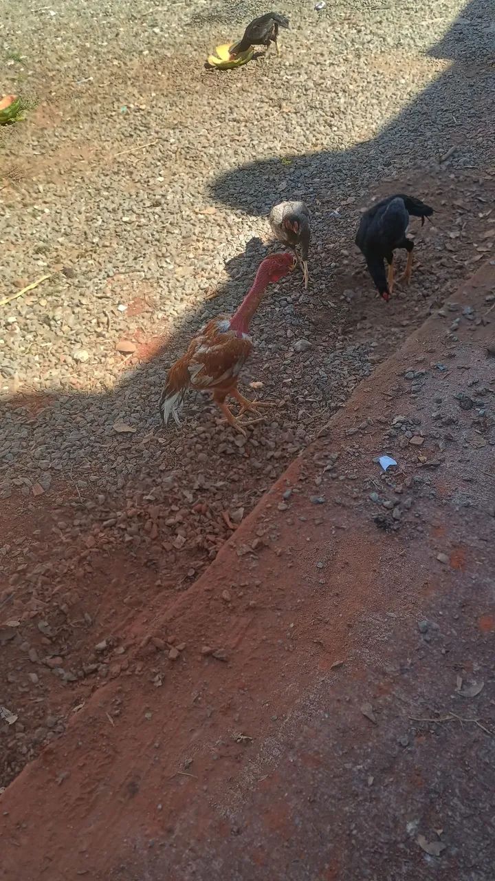 Frango índio  - Foto 2