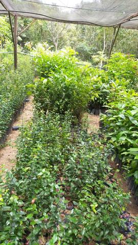 Mudas de plantas frutíferas e florestais - Foto 6